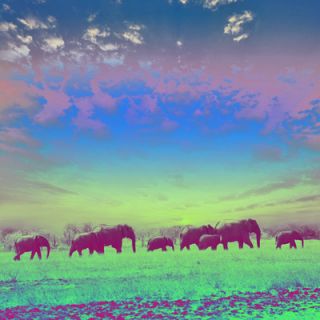 Salty & Sweet Painted Elephants Canvas Art SS039 Size 12 H x 12 W x 2 D