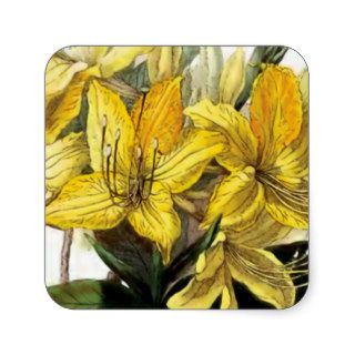 "Azalea Pontica" Vintage Flower Illustration Square Sticker