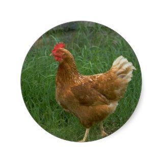 Free Range Chicken Sticker