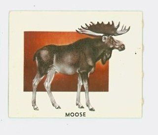 1951 Animals of the World 161 Moose Excellent Grey Back: Entertainment Collectibles