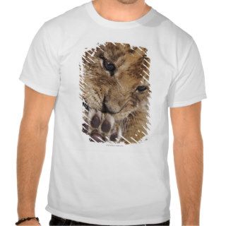 Lion cub (Panthera leo) licking paw, close up T shirts