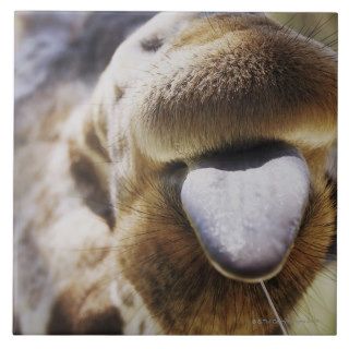 Close up of a giraffe sticking out its tongue ceramic tile