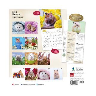 Hamsters Calendar: Browntrout Publishers: 9781465010667: Books