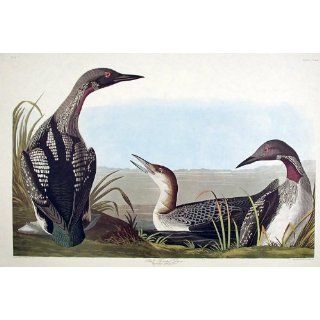Art: Black throated Diver. "Birds of America" (Amsterdam Edition) (Pl. 346) : Lithography : John James Audubon