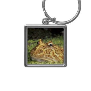 NA, USA, Florida, Miami.  Brazilian horned frog Key Chains