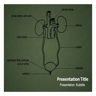 Urinary System Powerpoint Templates   Urinary System Powerpoint (PPT) Presentation Software