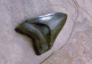 Expedition CL: Medium "Megalodon Shark Tooth": Toys & Games