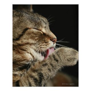 A tabby cat licking his paw. posters