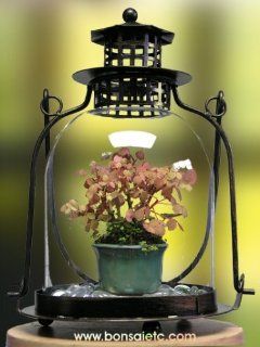 Beginner's Indoor Bonsai Kit   Light up Your Room with This Tabletop Lantern Bonsai Terrarium & the Bonsai of Love : Bonsai Plants : Patio, Lawn & Garden