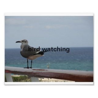 birdwatching, watchingbird, photographic print