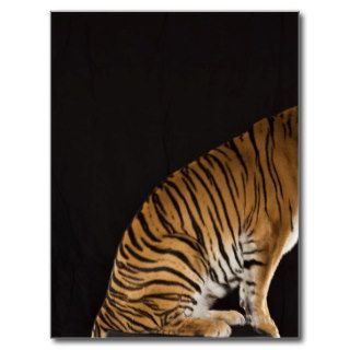 Back end of tiger sitting on platform postcards