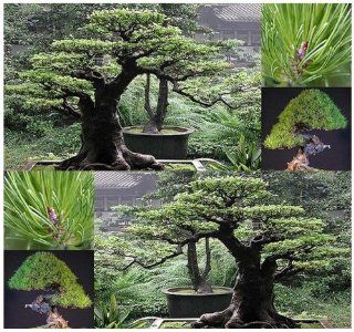 10 JAPANESE RED PINE Pinus densiflora BONSAI Adaptable Easy to Grow Cold Tolerant : Tree Plants : Patio, Lawn & Garden