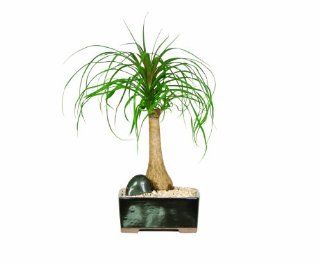 Brussel's Ponytail Palm Bonsai : Plant Germination Kits : Patio, Lawn & Garden