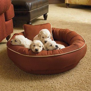 Chew resistant Cordura Pet Bed   Citrus, Small   Frontgate Dog Bed : Pet Supplies