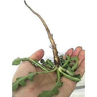 Fiskars Uproot Weed and Root Remover (7870) : Hand Weeders : Patio, Lawn & Garden