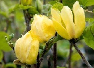 Yellow Bird Flowering Magnolia Tree    12 by 12 Inch Container : Tree Plants : Patio, Lawn & Garden