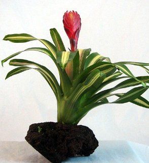 Flaming Creme & Green Vase Plant   Hawaiian Volcano Rock Bonsai : Patio, Lawn & Garden