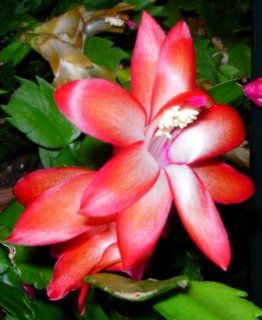 Christmas Cactus Plant Red Variety : Flowering Plants : Patio, Lawn & Garden