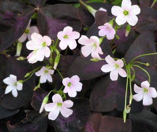 Rare 'Purple Rain' Shamrock Plant   Easy Houseplant   Oxalis   4" Pot : Plant Seed And Flower Products : Patio, Lawn & Garden