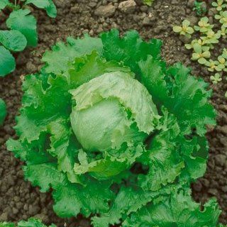 400 Vegetable Seeds, Lettuce "Great Lakes 118" (Lactuca sativa) Seeds By Seed Needs : Lettuce Plants : Patio, Lawn & Garden