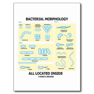 Bacterial Morphology All Located Inside (Bacteria) Post Cards