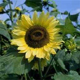 Outsidepride Sunflower Lemon Queen   1 LB : Flowering Plants : Patio, Lawn & Garden