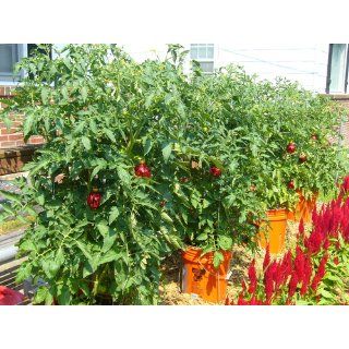 Big Beef Tomato 4 Plants   All American Selection Winner : Patio, Lawn & Garden