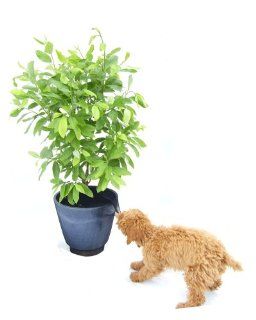 VIVA! Plant Protector Net  Prevents children & pets from digging in & eating the soil of potted plants. Longlasting & Non Toxic. Fits any shape pot. Never needs to be removed. Lets water in but keeps small paws out! Comes in 3 sizes. SIZE SMALL