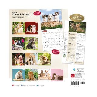 Kittens & Puppies Calendar (Multilingual Edition): Inc Browntrout Publishers: 9781465011039: Books