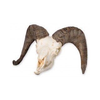 Bighorn Sheep Skull (Male) (Teaching Quality Replica): Industrial & Scientific
