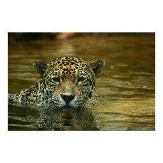 Jaguar Swimming Photo Poster
