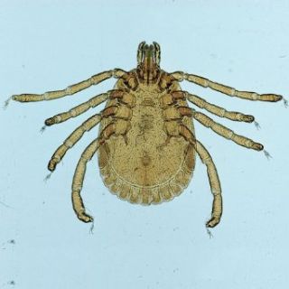 Ixodes dammini (Deer Tick) Female, w.m. Microscope Slide: Industrial & Scientific