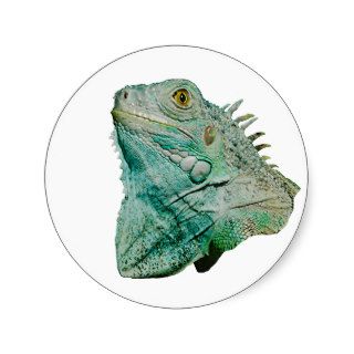 Iguana Lizard Stickers
