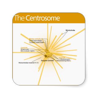 Diagram of a Centrosome Square Stickers