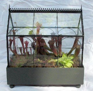 Gothic House Carnivorous Terrarium (Wardian Case)   LIVE : Plants : Patio, Lawn & Garden