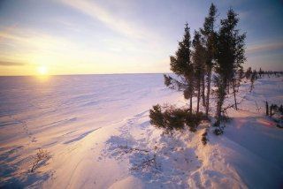 Norbert rosing wapusk national park Wall Decals A View at Sunset of Wapusk National Park Snow Fields Trampled Trees and Inden Tations in the Snow Indicate the Resting Place of a Polar Bear   30 inches x 20 inches   Peel and Stick Removable Graphic   Wall B