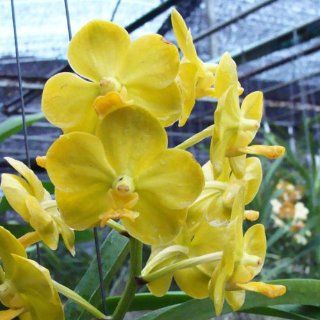 AC134 Orchid Plant Ascda Arunee's Honey Moon: Grocery & Gourmet Food