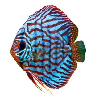 Animal Wall Decals Colorful Tropical Discus Fish   18 inches x 17 inches   Peel and Stick Removable Graphic   Wall Decor Stickers