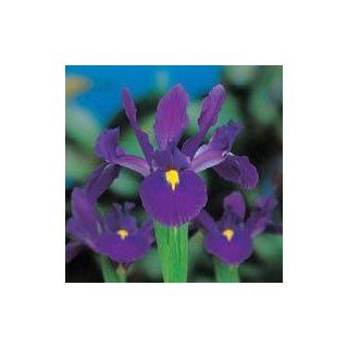 10 'Rendez Vous' Dutch Iris Flower Bulbs, Perennial : Iris Plants : Patio, Lawn & Garden
