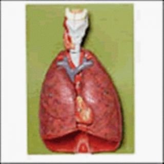 Lungs with Heart, Diaphragm and Larynx Model HS7: Industrial & Scientific