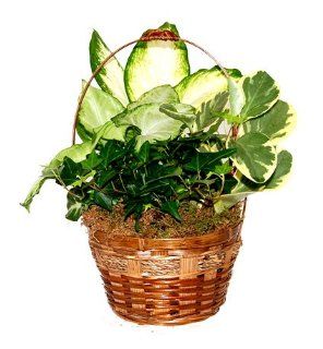 7" Luster Wood Gift Basket with Live Tropical Foliage Plants.   Artificial Plants