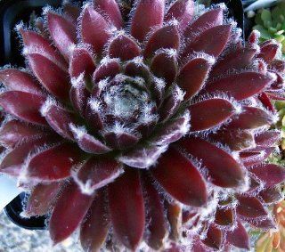 'Icicle' Hens & Chicks   Semperviven   Very Hardy   One Quart Pot : Flowering Plants : Patio, Lawn & Garden