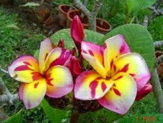 V E R Y RARE~Exotic~"THREE KINGS" Plumeria~FRANGIPANI~Houseplant~Sweet~1 Seed ONLY : Flowering Plants : Patio, Lawn & Garden