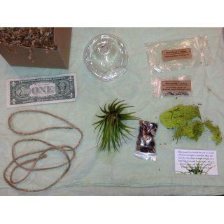 Hinterland Trading Air Plant Tillandsia Bromeliads Terrarium Kit with Pebbles and Moss Great Little Houseplant: Grocery & Gourmet Food
