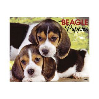 Just Beagle Puppies Calendar (Just (Willow Creek)): Willow Creek Press: 9781595438607: Books