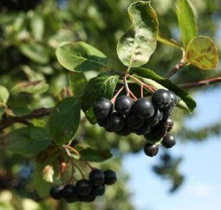 Black Ashberry/ Black Rowan /black Chokeberry (aronia Melanocarp   24"W x 23"H   Peel and Stick Wall Decal by Wallmonkeys   Wallpaper