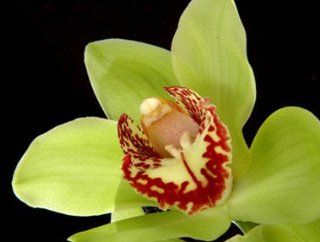 Cymbidium Green Red Lip 8 Plus Blooms (Anderson. Eaglewood. Mrs Elise. Hans. Jonina. Van Guard) Orchids. : Fresh Cut Format Orchid Flowers : Grocery & Gourmet Food