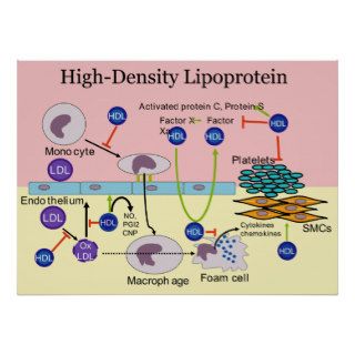 High Density Lipoprotein HDL Diagram Poster
