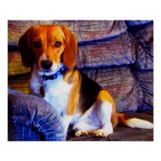 Regal Beagle Poster