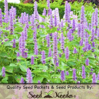 250 Seeds, Organic Anise Hyssop (Agastache foeniculum) Seeds By Seed Needs : Herb Plants : Patio, Lawn & Garden
